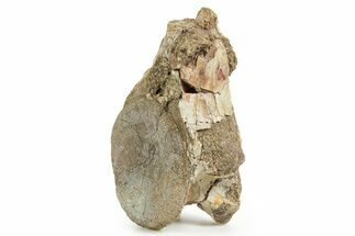Rare, Fossil Aetosaur Cervical Vertebra - New Mexico #367569