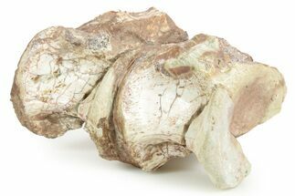 Articulated Triassic Phytosaur Vertebrae Fossils - New Mexico #367574
