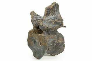 Premium Specimens For Sale