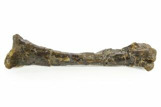 Fossil Ornithopod Dinosaur (Dryosaurus) Tibia - Wyoming #367594