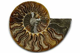 Cut & Polished Ammonite Fossil (Half) - Madagascar #364884
