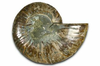 Cut & Polished Ammonite Fossil (Half) - Madagascar #364887
