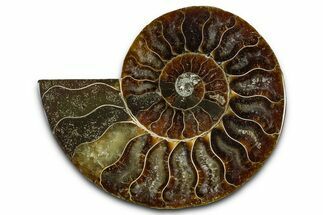Cut & Polished Ammonite Fossil (Half) - Madagascar #364887