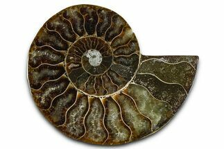 Cut & Polished Ammonite Fossil (Half) - Madagascar #364888