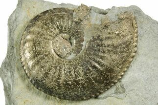 Pyritized Jurassic Ammonite (Amaltheus) Fossil - France #367609