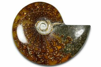 Polished Ammonite (Cleoniceras) Fossil - Madagascar #364986
