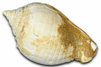 Miocene Fossil Sea Snail (Semicassis) Shell - France #365489