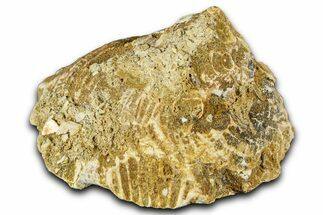 Miocene Fossil Sea Snail (Xenophora) Shell - France #367627