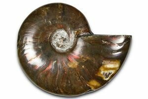 Scarce 1.9 Inch Desmoceras Ammonite (#1503) For Sale - FossilEra.com