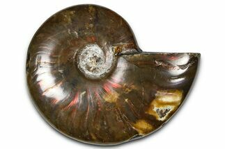 Polished Red Flash Ammonite (Cleoniceras) Fossil - Madagascar #367694