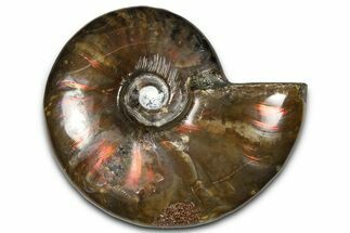 Polished Red Flash Ammonite (Cleoniceras) Fossil - Madagascar #367699