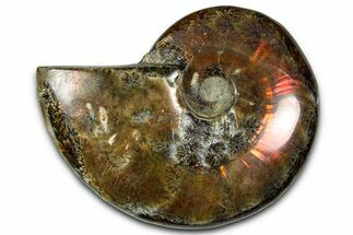 Polished Red Flash Ammonite (Cleoniceras) Fossil - Madagascar #367711