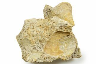 Jurassic Sea Snail (Pyrgotrochus) Fossil - Évrecy, France #367796