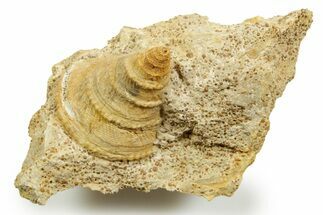 Jurassic Sea Snail (Pyrgotrochus) Fossil - Évrecy, France #367797