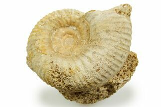 Jurassic Ammonite (Paragarantiana) Fossil - Évrecy, France #367798