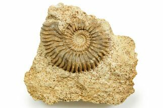 Jurassic Ammonite (Strenoceras) Fossil - Calvados, France #367799