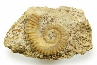 Jurassic Ammonite (Spiroceras) Fossil - Évrecy, France #367800