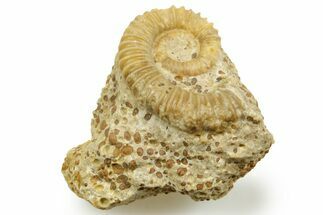 Jurassic Ammonite (Spiroceras) Fossil - Évrecy, France #367801