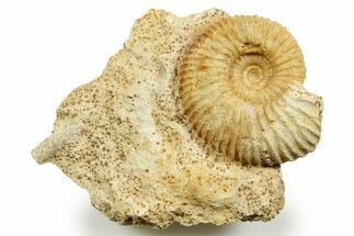 Jurassic Ammonite (Paragarantiana) Fossil - Évrecy, France #367813
