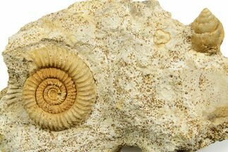 Jurassic Ammonite (Parkinsonia) and Sea Snail Fossil - France #367823