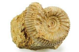 Jurassic Ammonite (Teloceras) Fossil - Évrecy, France #367680