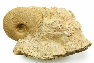 Jurassic Ammonite (Paragarantiana) Fossil - Évrecy, France #367705