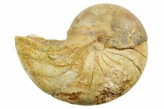 Jurassic Nautilus (Cenoceras) Fossil - Évrecy, France #367739