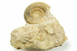 Jurassic Ammonite (Cleistosphinctes) Fossil - Évrecy, France #367742