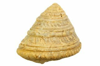 Jurassic Sea Snail (Leptomaria) Fossil - Évrecy, France #367746