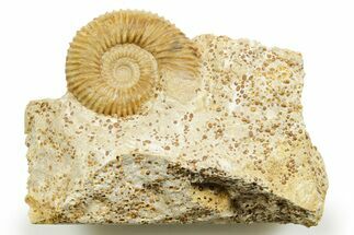 Jurassic Ammonite (Garantiana) Fossil - Évrecy, France #367766