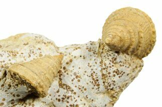 Jurassic Sea Snail (Pyrgotrochus elongatus) Fossils - France #367840