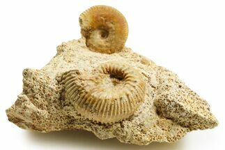 Jurassic Ammonite (Paragarantiana & Oecotraustes) Fossils - France #367852