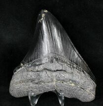 Serrated, Black Megalodon Tooth - South Carolina #19438