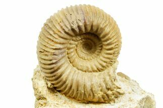 Jurassic Ammonite (Stephanoceras) Fossil - Calvados, France #367868