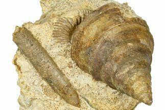 Jurassic Sea Snail (Pyrgotrochus) and Belemnite Fossil - France #367901