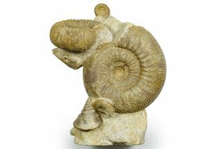 Jurassic Fossil Ammonites, Sea Snail, and Clam - Évrecy, France #367913