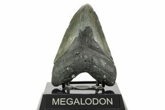 Fossil Megalodon Tooth - North Carolina #367920