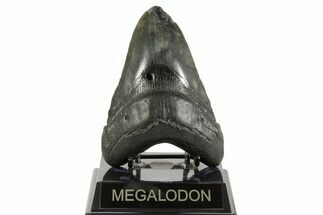 Fossil Megalodon Tooth - South Carolina #367926
