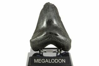 Fossil Shark Teeth For Sale