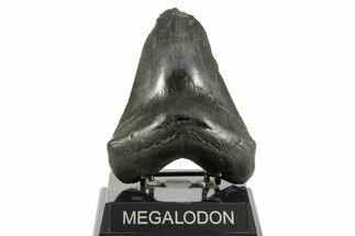 Bargain, Fossil Megalodon Tooth - South Carolina #367931