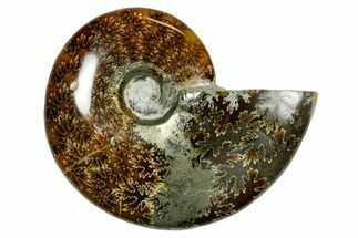 Polished Ammonite (Cleoniceras) Fossil - Madagascar #365059