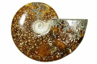 Polished Ammonite (Cleoniceras) Fossil - Madagascar #365067