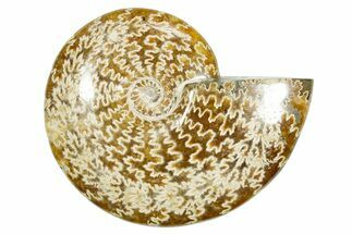 Polished Ammonite (Cleoniceras) Fossil - Madagascar #365084