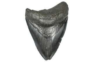 Serrated, Fossil Megalodon Tooth - South Carolina #367975