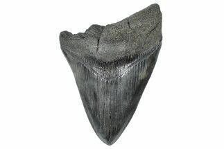 Bargain, Fossil Megalodon Tooth - South Carolina #367982