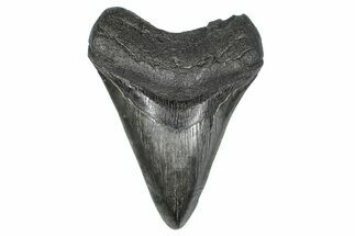 Fossil Megalodon Tooth - South Carolina #367985
