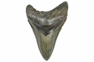 Fossil Megalodon Tooth - South Carolina #368005
