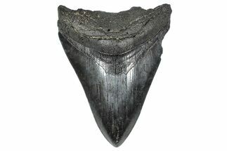 Fossil Megalodon Tooth - South Carolina #368020