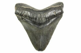 Juvenile Megalodon Tooth - South Carolina #368032