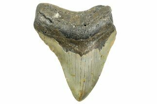 Bargain, Fossil Megalodon Tooth - North Carolina #368039